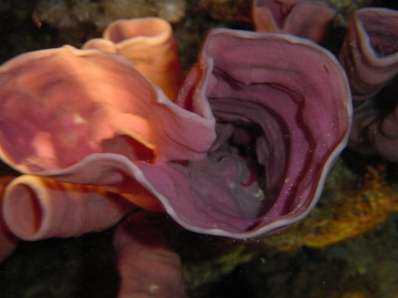 Siphonenschamm