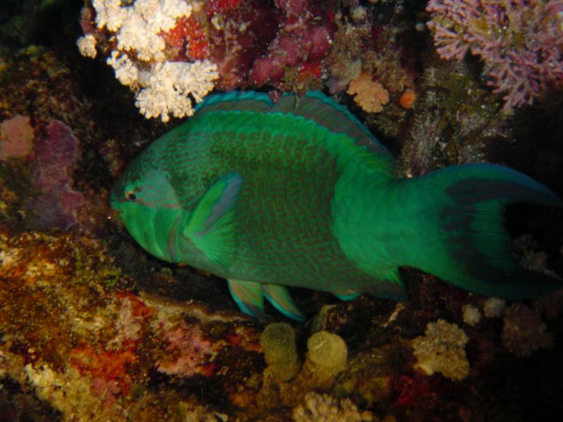 Papageifisch