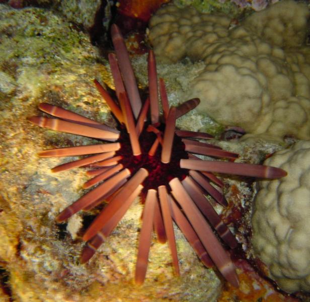 Seeigel