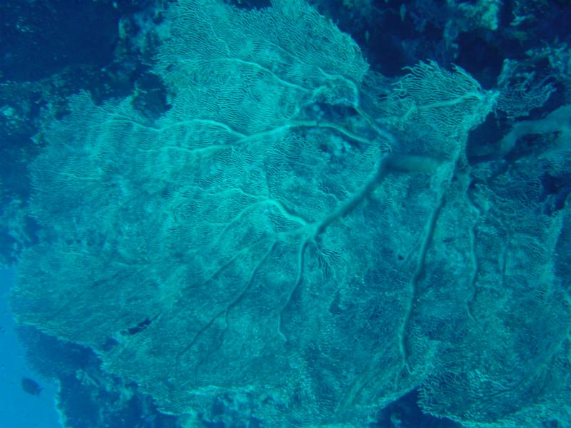 Gorgonie