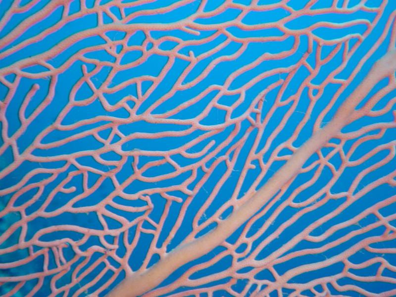 Gorgonie Detail