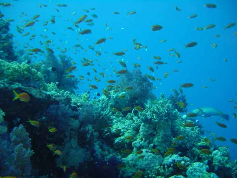 Fischsuppe und Korallen