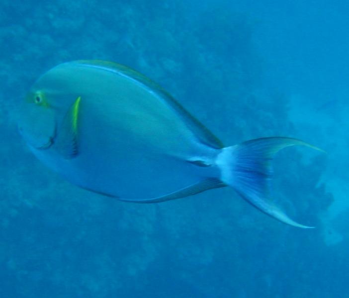 F&uuml;silierfisch