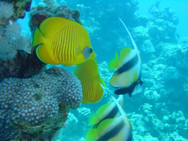 Masken-Falterfisch, Rootmeer-Wimpelfisch