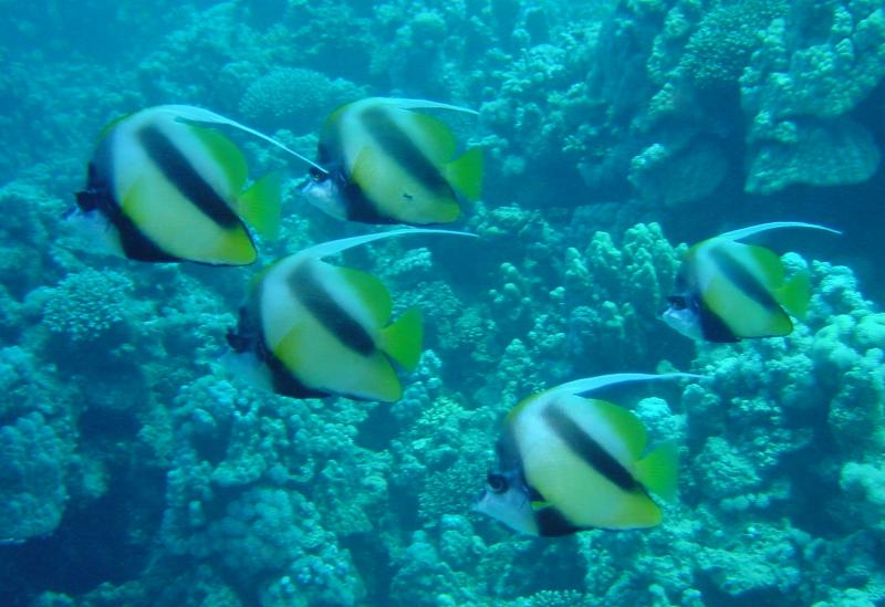 Rotmeer Wimpelfisch