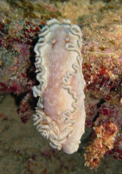 Nacktschnecke