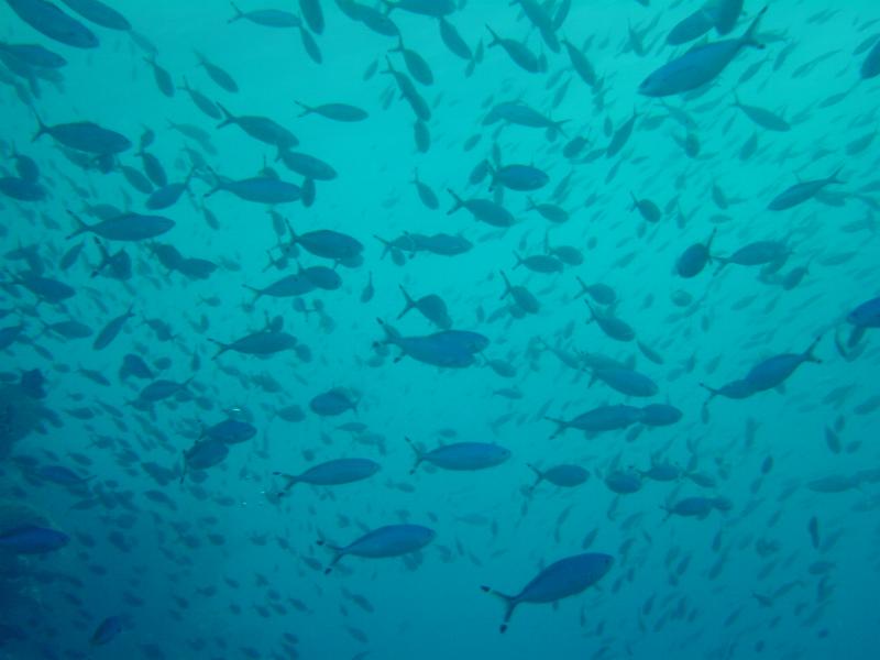 Fischschwarm