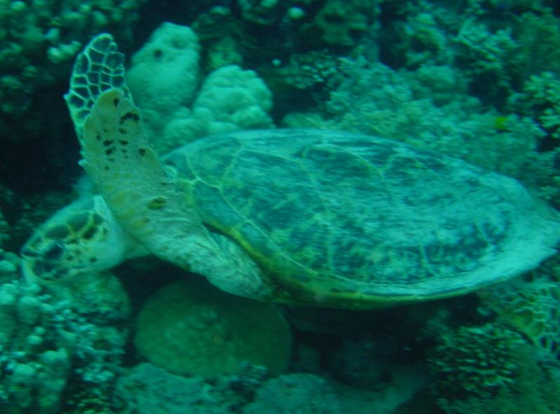 Schildkr&ouml;te