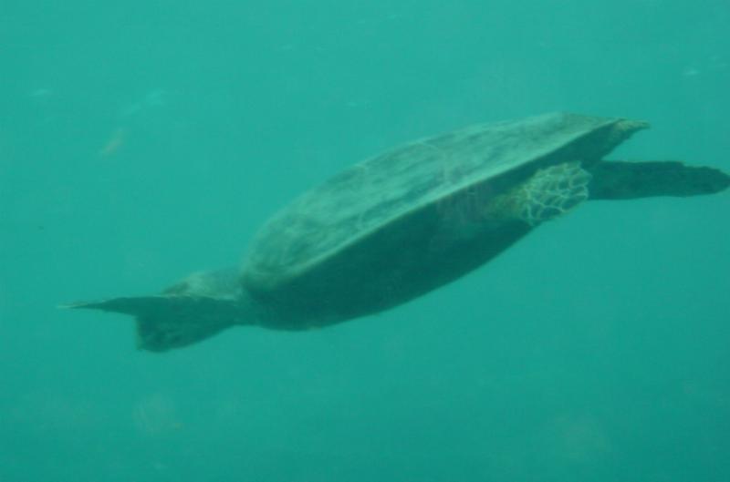 Schildkr&ouml;te
