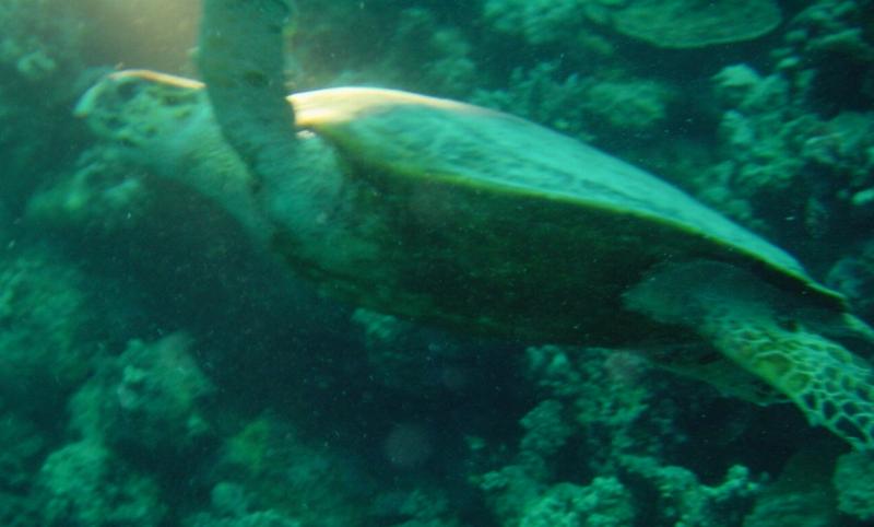 Schildkr&ouml;te