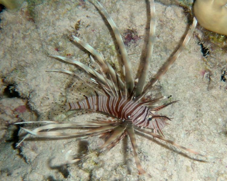Rotfeuerfisch