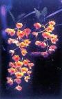 Dendrobium Chrysotoxum