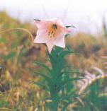 Siroi Lily