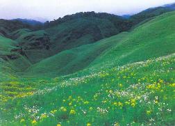 Rolling Hills