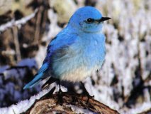 bluebird