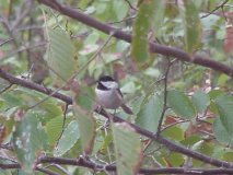 Chickadee Bird
