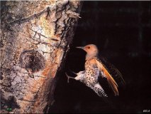 Flicker