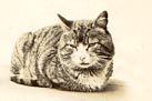 Tabby cat, London about 1916
