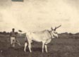 Man with plough and ox, India 1915