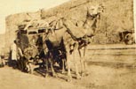 Camel with loaded wagon, India 1915