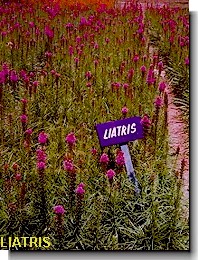 Liatris