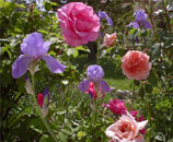 Delhi Florist India