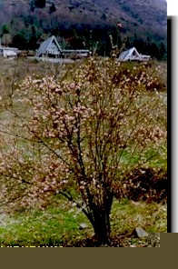 Viburnum