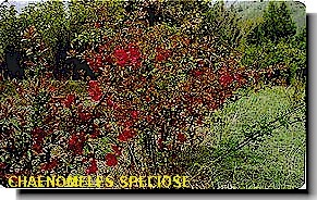 Chaen-Omelee Speciose