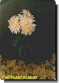 Chrsanthemum