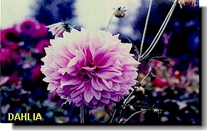 Dahlia Variabillis
