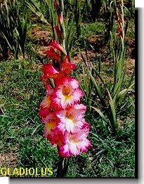 Gladiolus