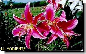 Lilyoriente