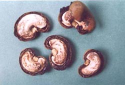 CUTTING&nbsp;&nbsp;&nbsp; OF&nbsp; CASHEWNUT