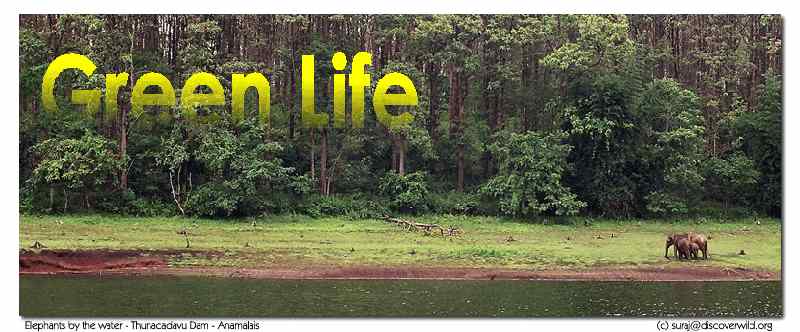 For the future of our planet: Green Life