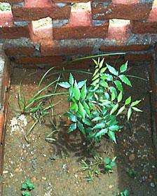 A neem sapling