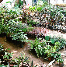 A plant nursery in Chennai, India