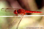 Crocothemis_servilia_male.jpg (62030 bytes)