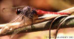 Orthetrum_chrysis_male_copy.jpg (52185 bytes)