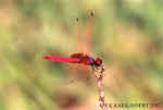 Trithemis_aurora_male_2.jpg (44249 bytes)