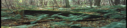 Autumn IAAP Web