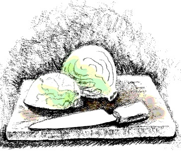 Cabbage GRAPHIC