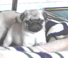 Joey