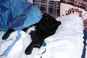 Abby (my sisters Pug)