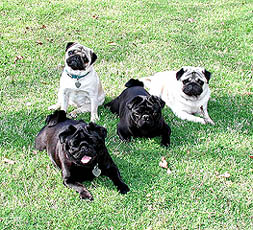 Dolly, Lady, Tobee and Joey