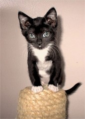 Picture of Jade