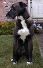 Picture of Mookie