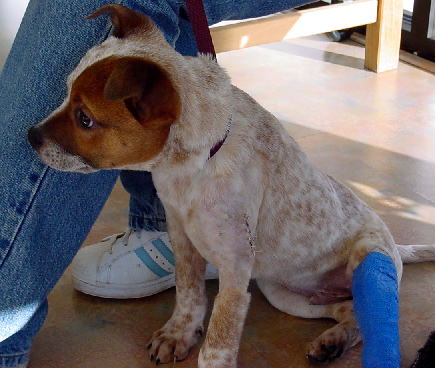 Picture of Riley Sideview