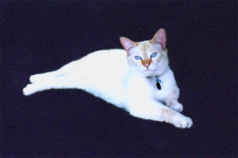 Indigo