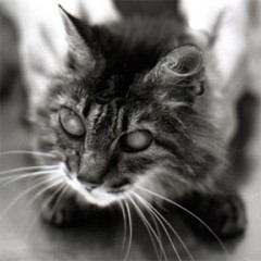 Picture of Pirate