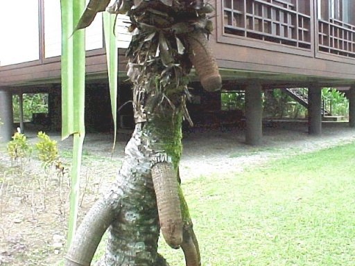THE PENIS TREE!!